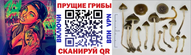 Купить закладки  Гусь-Хрустальный  Псилоцибиновые грибы ЛСД 